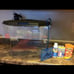 6.5 Gallon Aquarium With Filter, Food, Nets