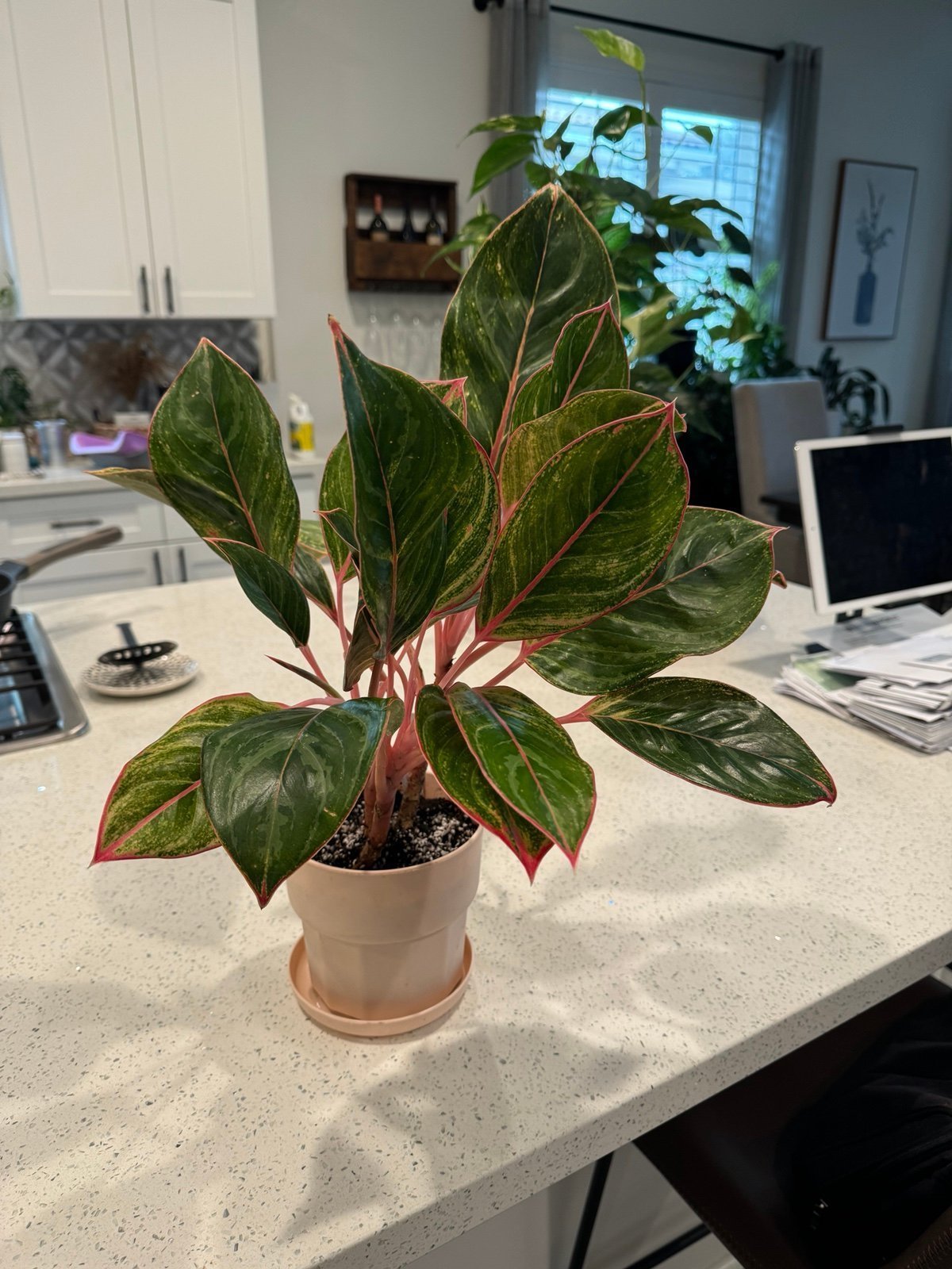 aglaonema princess silver queen, moonstone miles
