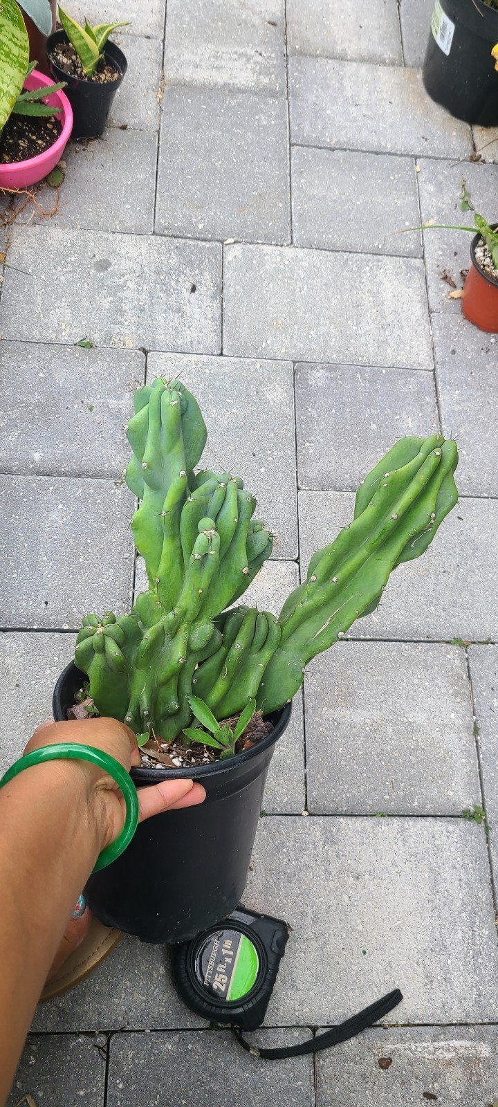 Peruvian cactus****Firm price