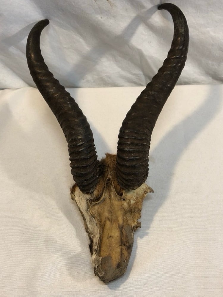 Authentic African Gazelle Skull Blesbok Safari Real Horns Impala?