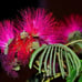 Pink Mimosa Seedling Silkworm Albizia Julibrissin Starter Live Plant