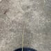 Pink Mimosa Seedling Silkworm Albizia Julibrissin Starter Live Plant