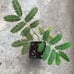 Pink Mimosa Seedling Silkworm Albizia Julibrissin Starter Live Plant