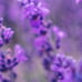 Lavender 100% Pure Essential Oil by DoTerra - 15ML