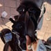 Golf Day golf bag with stand and shoulder strap