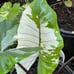 For Mrsjqb09, 2 bulbs, 1 bulb starting to grow.