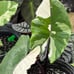 For Mrsjqb09, 2 bulbs, 1 bulb starting to grow.
