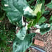 For Mrsjqb09, 2 bulbs, 1 bulb starting to grow.