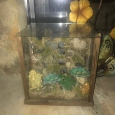 Moss wall terrariums starter kit