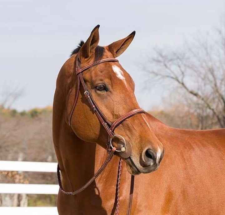 NEW Horze Champion Snaffle Leather Show Bridle w/ Reins, Tan, Size F (Horse)