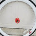 Lime Green Deep V wheelset (700c) (lock ring included) 2 Wheels Front and Rear