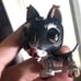 lps bull terrier dog custom