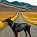 FIEL AMIGO Large Dog Collar