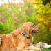FIEL AMIGO Large Dog Collar