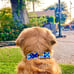 FIEL AMIGO Large Dog Collar