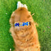FIEL AMIGO Large Dog Collar