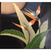 Vintage Otagiri Bird of Paradise Note Pad Japanese Lacquerware