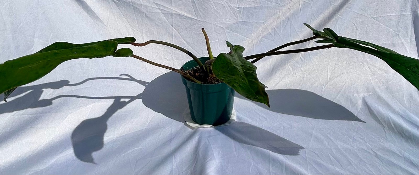 Joepii philodendron live plant exact plant