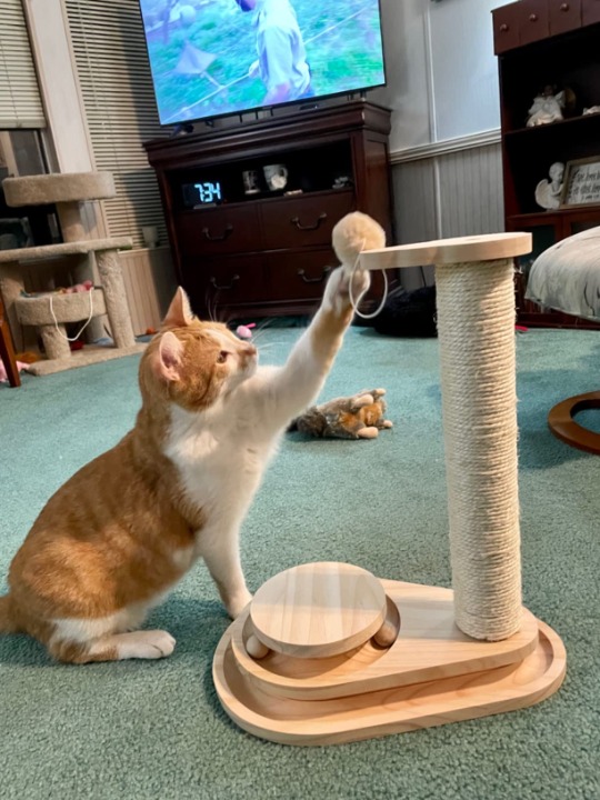 Cat Scratching Post Cat Scratcher Toy Wooden Two-Layer