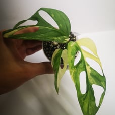 Bundle of plants