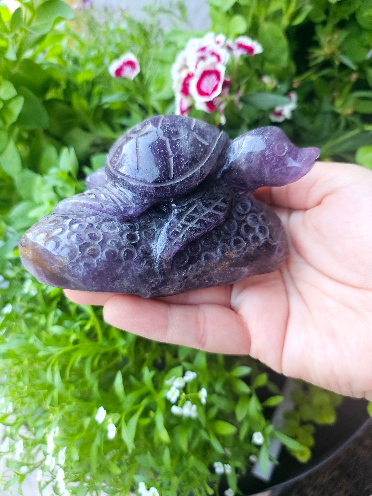 amethyst turtle