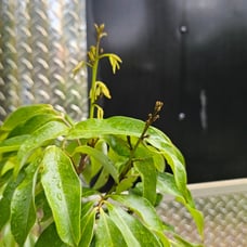 Lychee tree
