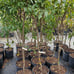 Lychee tree