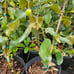 Lychee tree