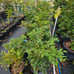 Lychee tree