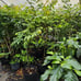 Lychee tree