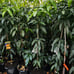 Lychee tree