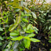 Lychee tree