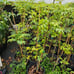 Lychee tree