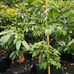 Lychee tree
