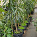 Lychee tree