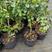Lychee tree