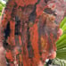 XL 5+ lbs Jasperized Wood w/ Chalcedony Free Shipping (IndigenoU.S.Crystals)