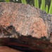 XL 5+ lbs Jasperized Wood w/ Chalcedony Free Shipping (IndigenoU.S.Crystals)