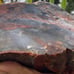 XL 5+ lbs Jasperized Wood w/ Chalcedony Free Shipping (IndigenoU.S.Crystals)