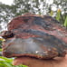 XL 5+ lbs Jasperized Wood w/ Chalcedony Free Shipping (IndigenoU.S.Crystals)