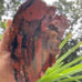 XL 5+ lbs Jasperized Wood w/ Chalcedony Free Shipping (IndigenoU.S.Crystals)