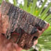 XL 5+ lbs Jasperized Wood w/ Chalcedony Free Shipping (IndigenoU.S.Crystals)
