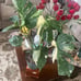 MONSTERA THAI CONSTELLATION IN 6” POT FOR SALE!