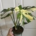 MONSTERA THAI CONSTELLATION IN 6” POT FOR SALE!
