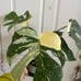 MONSTERA THAI CONSTELLATION IN 6” POT FOR SALE!