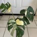 MONSTERA THAI CONSTELLATION IN 6” POT FOR SALE!