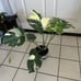 MONSTERA THAI CONSTELLATION IN 6” POT FOR SALE!