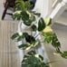 MONSTERA THAI CONSTELLATION IN 6” POT FOR SALE!