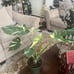 MONSTERA THAI CONSTELLATION IN 6” POT FOR SALE!