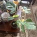 MONSTERA THAI CONSTELLATION IN 6” POT FOR SALE!